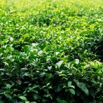 Gaya hidup sehat dengan naturopathy untuk pemula